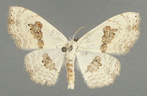 /filer/webapps/moths/media/images/V/vestalis_Somatina_AF_TMSA.jpg