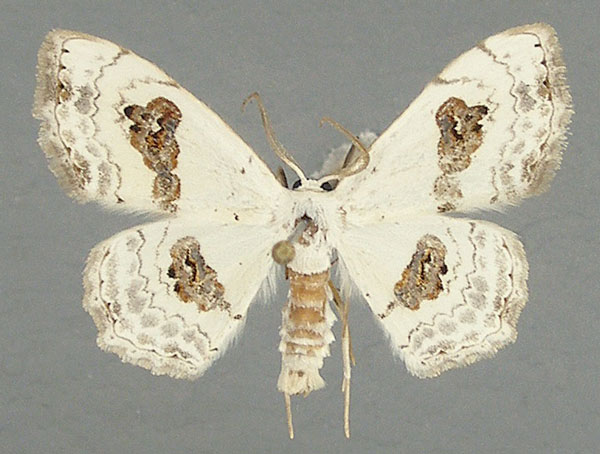 /filer/webapps/moths/media/images/V/vestalis_Somatina_AM_TMSA.jpg