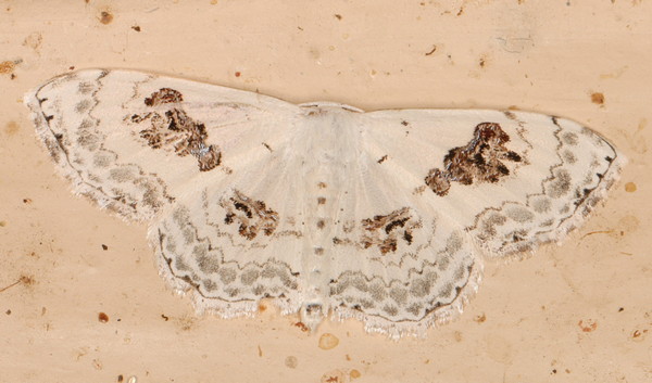 /filer/webapps/moths/media/images/V/vestalis_Somatina_A_Heyns_01.jpg