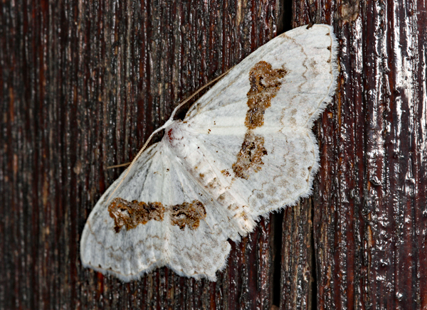 /filer/webapps/moths/media/images/V/vestalis_Somatina_A_Roland_01.jpg