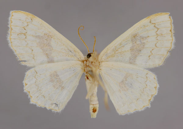 /filer/webapps/moths/media/images/V/vestalis_Somatina_A_ZSM_02.jpg