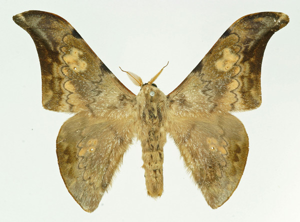/filer/webapps/moths/media/images/V/vestigiata_Orthogonioptilum_AM_Basquin.jpg