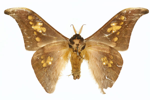 /filer/webapps/moths/media/images/V/vestigiata_Orthogonioptilum_HT_CMP_01.jpg