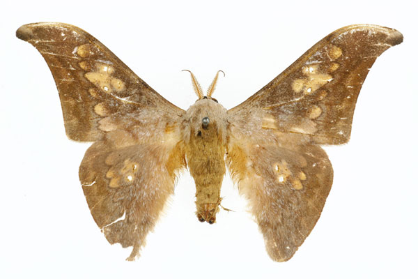 /filer/webapps/moths/media/images/V/vestigiata_Orthogonioptilum_HT_CMP_02.jpg
