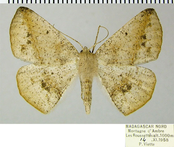 /filer/webapps/moths/media/images/V/vestitaria_Psilocerea_AF_ZSM.jpg