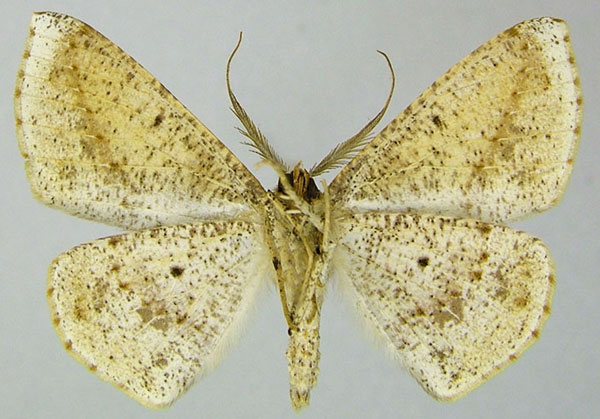 /filer/webapps/moths/media/images/V/vestitaria_Psilocerea_AM_ZSMb.jpg