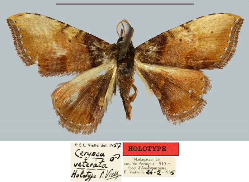 /filer/webapps/moths/media/images/V/veterata_Cerynea_HT_MNHN.jpg