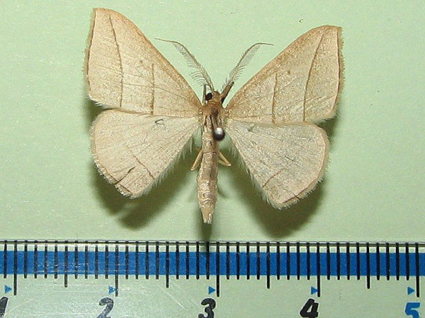 /filer/webapps/moths/media/images/V/vethi_Afrophyla_A_Goff.jpg