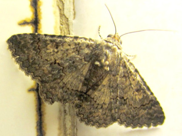 /filer/webapps/moths/media/images/V/vetusta_Heteropalpia_A_Sydes.jpg