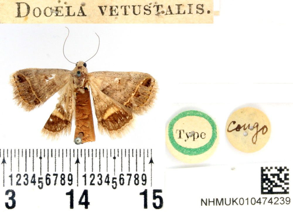 /filer/webapps/moths/media/images/V/vetustalis_Docela_HT_BMNH.jpg