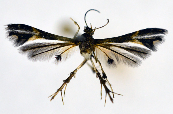 /filer/webapps/moths/media/images/V/vibrans_Walsinghamiella_A_NHMO_02.jpg