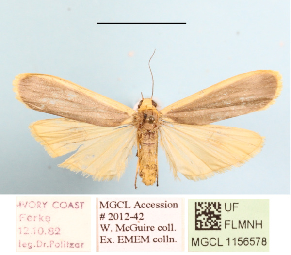 /filer/webapps/moths/media/images/V/vicaria_Brunia_A_MGCLa_01.JPG