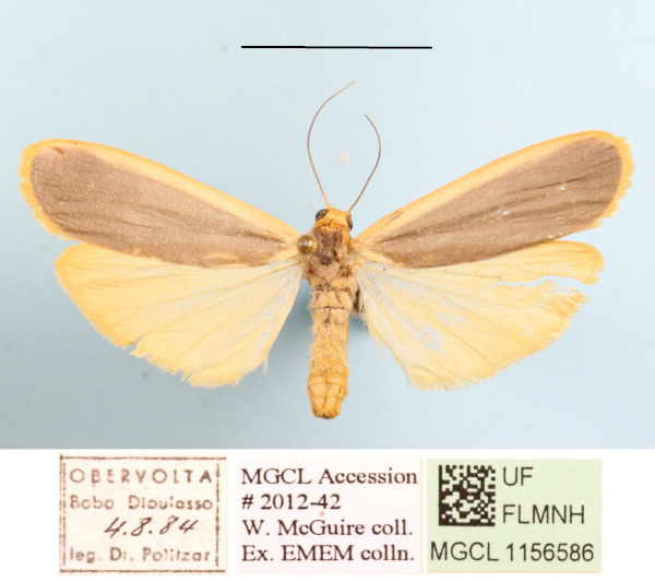 /filer/webapps/moths/media/images/V/vicaria_Brunia_A_MGCLa_03.JPG