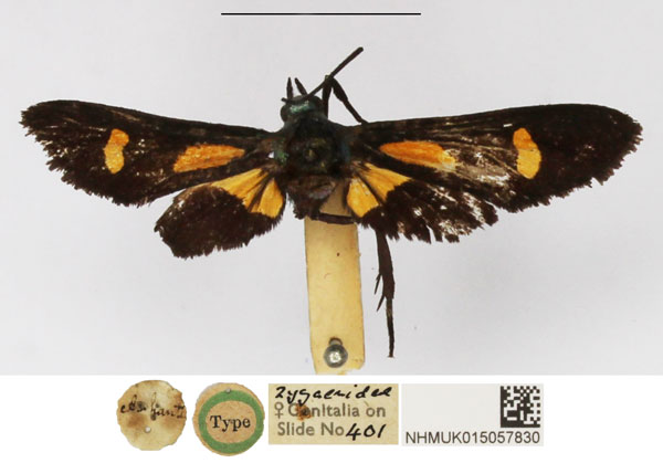 /filer/webapps/moths/media/images/V/vicaria_Charidea_HT_NHMUK.jpg