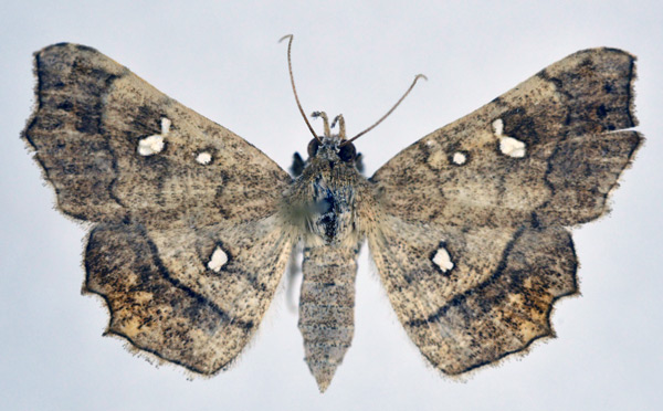 /filer/webapps/moths/media/images/V/vicaria_Egnasia_AF_NHMO.jpg