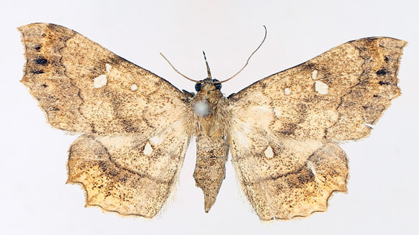 /filer/webapps/moths/media/images/V/vicaria_Egnasia_AF_TMSA_01.jpg