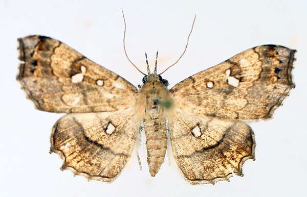 /filer/webapps/moths/media/images/V/vicaria_Egnasia_AF_TMSA_02.jpg