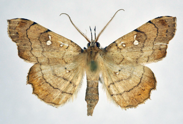/filer/webapps/moths/media/images/V/vicaria_Egnasia_AM_NHMO.jpg