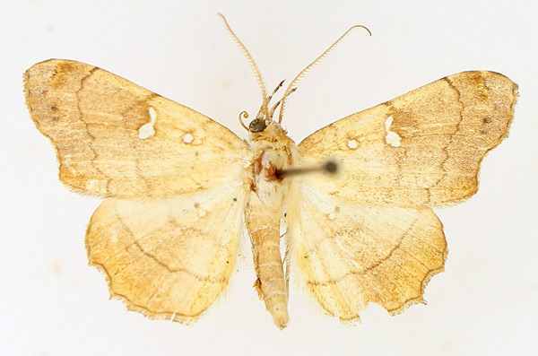 /filer/webapps/moths/media/images/V/vicaria_Egnasia_AM_TMSA_01.jpg