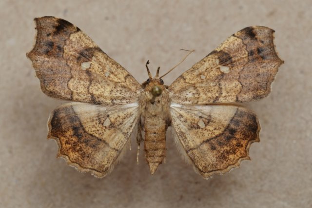 /filer/webapps/moths/media/images/V/vicaria_Egnasia_A_Butler_01.jpg