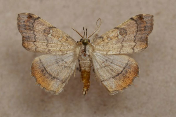 /filer/webapps/moths/media/images/V/vicaria_Egnasia_A_Butler_02.jpg