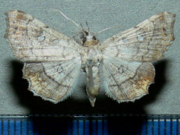 /filer/webapps/moths/media/images/V/vicaria_Egnasia_A_Goff.jpg
