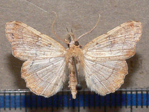 /filer/webapps/moths/media/images/V/vicaria_Egnasia_A_Goff_02.jpg