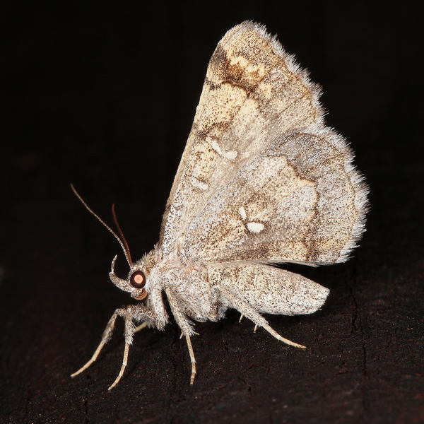 /filer/webapps/moths/media/images/V/vicaria_Egnasia_A_Heyns_01.jpg