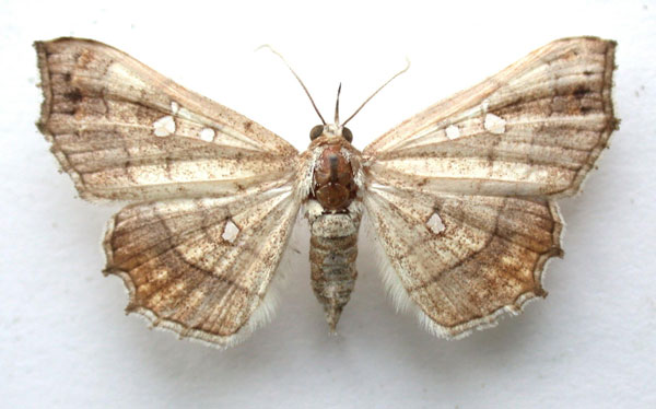 /filer/webapps/moths/media/images/V/vicaria_Egnasia_A_Revell_01.jpg