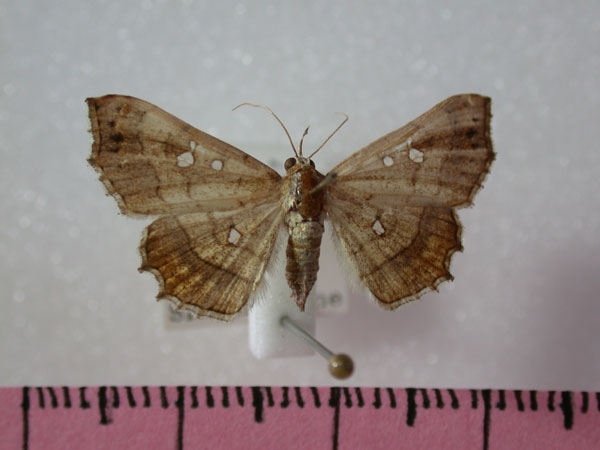 /filer/webapps/moths/media/images/V/vicaria_Egnasia_A_Revell_02.jpg