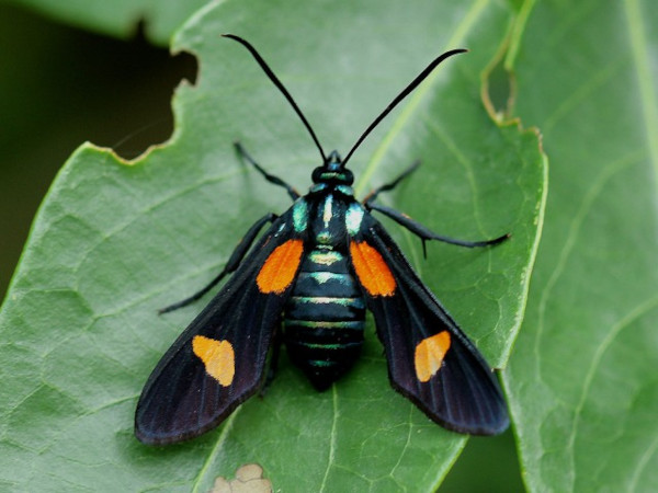 /filer/webapps/moths/media/images/V/vicaria_Marmax_A_Wendt.jpg