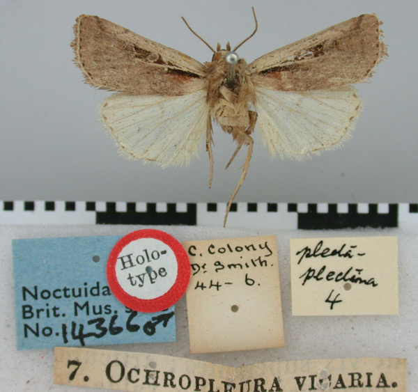 /filer/webapps/moths/media/images/V/vicaria_Ochropleura_HT_BMNH.jpg