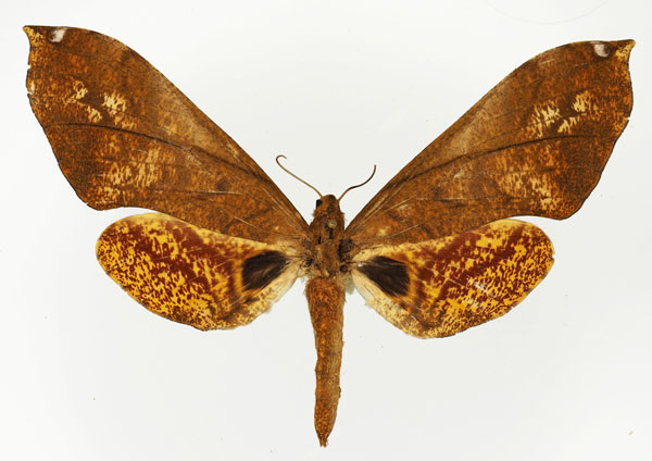 /filer/webapps/moths/media/images/V/vicaria_Platysphinx_AF_Basquin.jpg