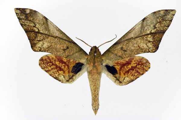 /filer/webapps/moths/media/images/V/vicaria_Platysphinx_AM_Basquin.jpg