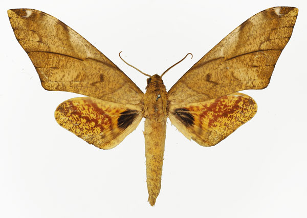 /filer/webapps/moths/media/images/V/vicaria_Platysphinx_AM_Basquin_01.jpg