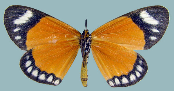 /filer/webapps/moths/media/images/V/vicina_Aletis_AF_Staudeb.jpg
