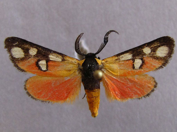 /filer/webapps/moths/media/images/V/vicina_Caffricola_A_Baron_01.jpg