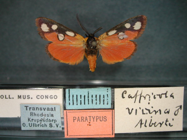 /filer/webapps/moths/media/images/V/vicina_Caffricola_PT_RMCA_01.jpg