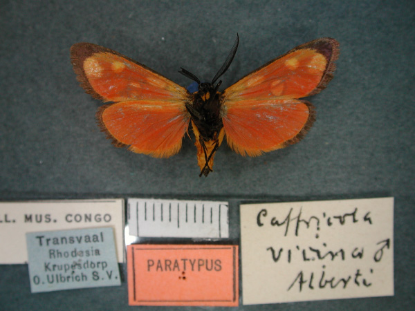 /filer/webapps/moths/media/images/V/vicina_Caffricola_PT_RMCA_02.jpg
