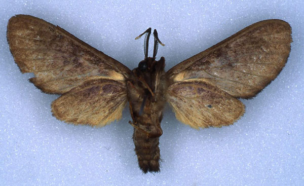 /filer/webapps/moths/media/images/V/vicina_Hippurarctia_HT_RMCA_02.jpg