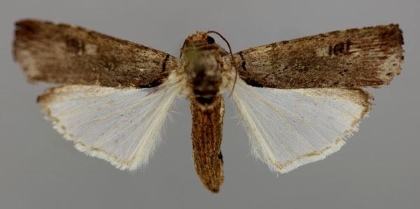 /filer/webapps/moths/media/images/V/vicina_Lophotarsia_A_RMCA_01.jpg