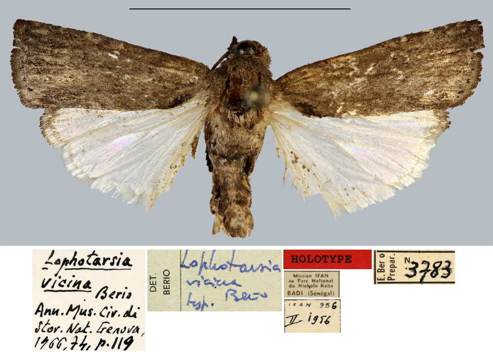 /filer/webapps/moths/media/images/V/vicina_Lophotarsia_HT_MNHN.jpg