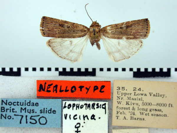 /filer/webapps/moths/media/images/V/vicina_Lophotarsia_NAT_BMNH.jpg