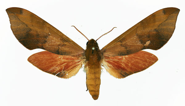 /filer/webapps/moths/media/images/V/vicina_Phylloxiphia_AF_Basquin.jpg