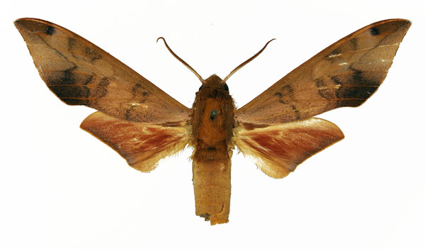 /filer/webapps/moths/media/images/V/vicina_Phylloxiphia_AM_Basquin_01a.jpg