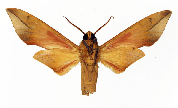 /filer/webapps/moths/media/images/V/vicina_Phylloxiphia_AM_Basquin_01b.jpg