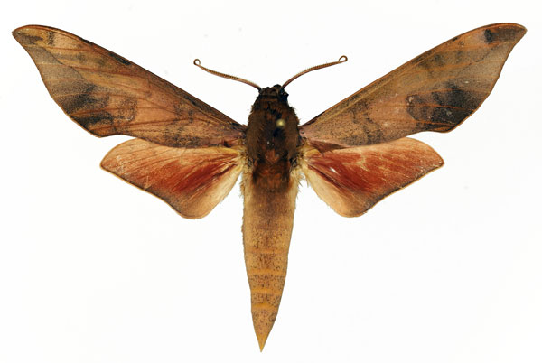 /filer/webapps/moths/media/images/V/vicina_Phylloxiphia_AM_Basquin_02.jpg