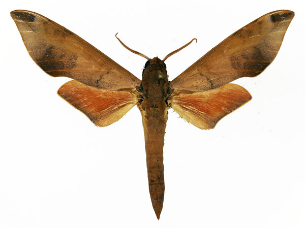 /filer/webapps/moths/media/images/V/vicina_Phylloxiphia_AM_Basquin_03.jpg