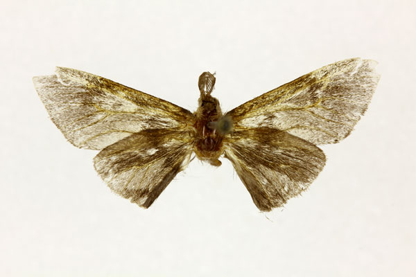 /filer/webapps/moths/media/images/V/vicina_Pseudometisa_PT_RMCA.jpg