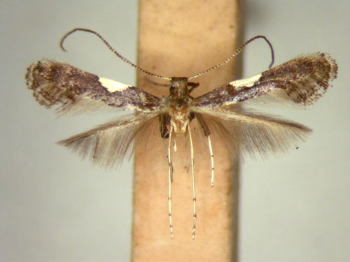 /filer/webapps/moths/media/images/V/vicinola_Caloptilia_HT_TMSA5626.jpg